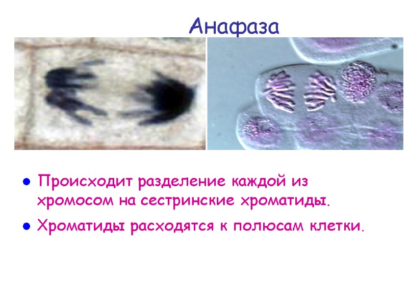 Анафаза Происходит разделение каждой из хромосом на сестринские хроматиды. Хроматиды расходятся к полюсам клетки.